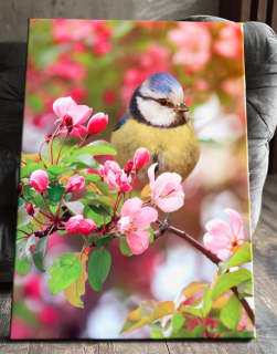 Diamond Painting Blaumeise Vogel